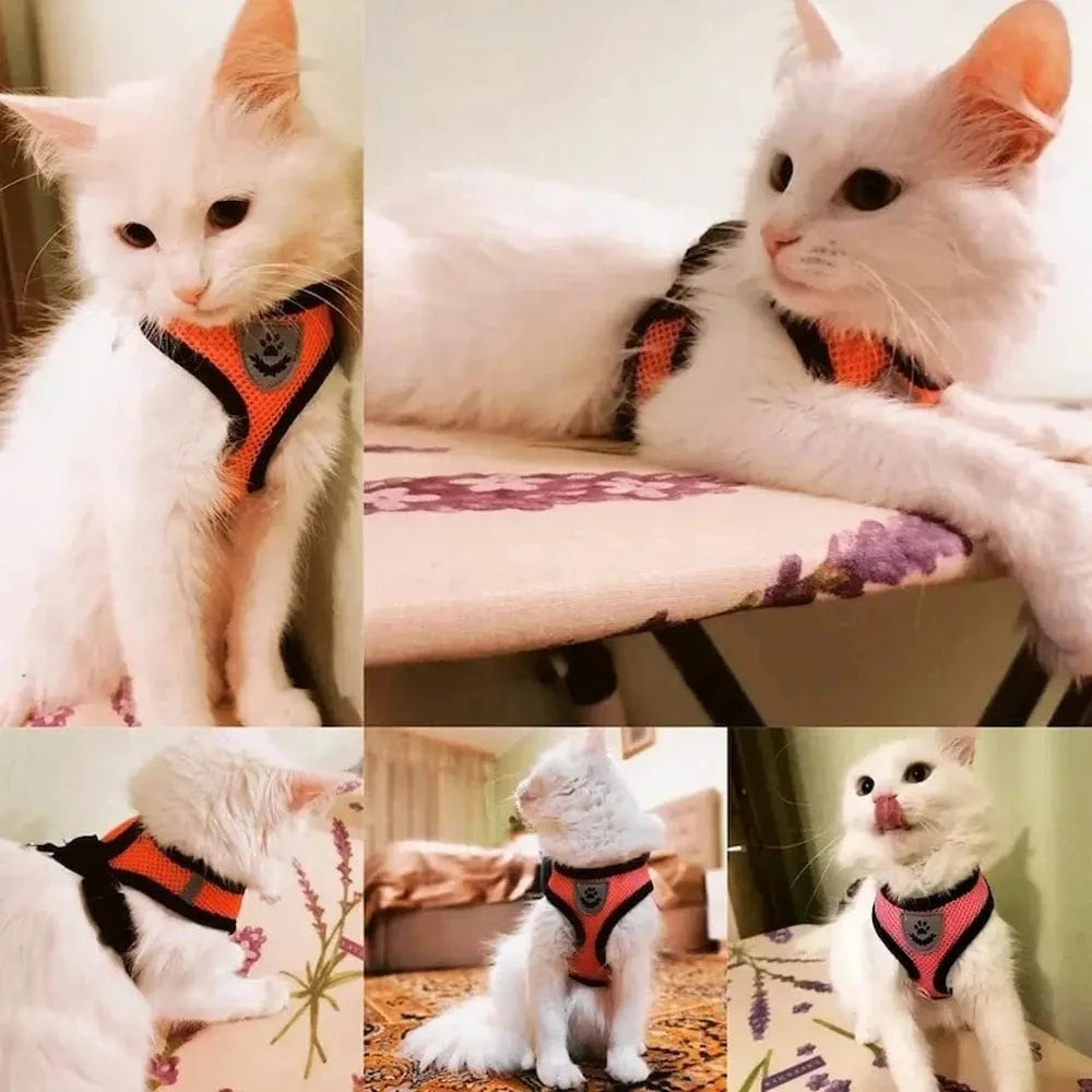 Harnais réfléchissant pour chat - Promenade sereine Griffe d'Amour