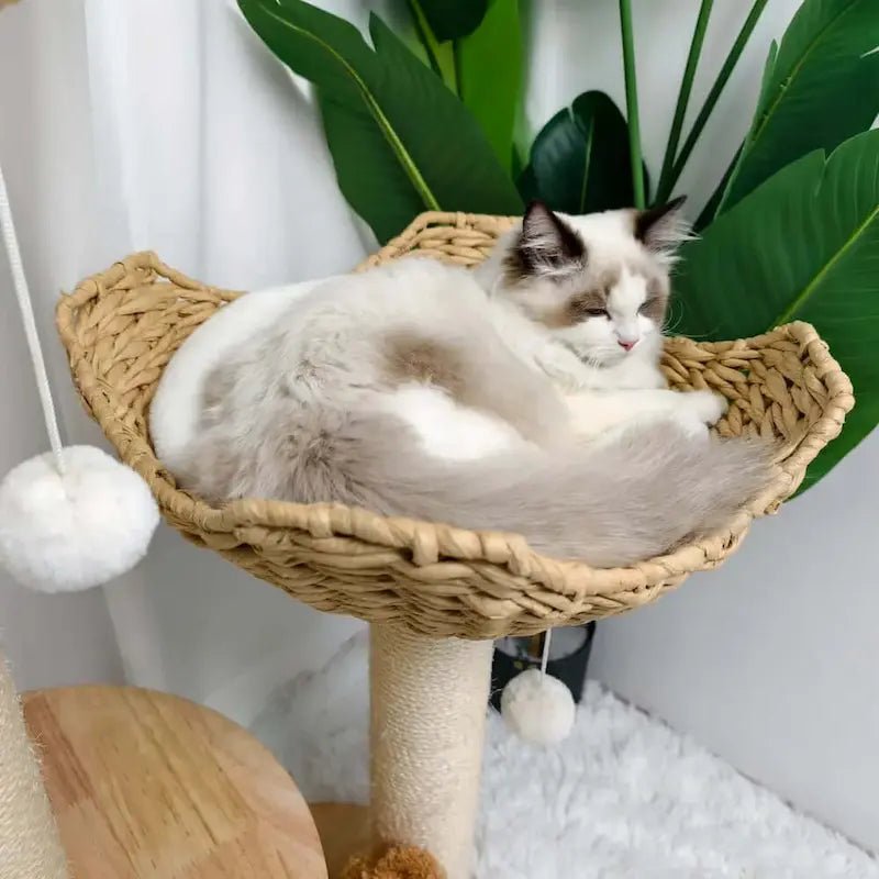 Arbre à chat design luxe - Élégance & confort | Feluxe