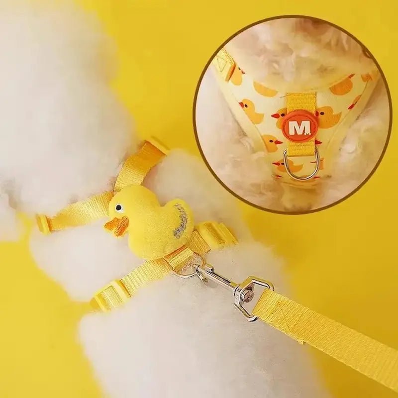 Harnais chaton 3 mois - Apprentissage facile | KittenGo